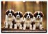 Gigant Bernhardiner (Wandkalender 2026... - Bild 11