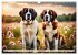 Gigant Bernhardiner (Wandkalender 2026... - Bild 13