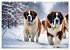 Gigant Bernhardiner (Wandkalender 2026... - Bild 5