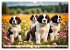 Gigant Bernhardiner (Wandkalender 2026... - Bild 10