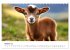 Ziegen - Bocksprung durch das Jahr... - Bild 3