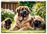 Leonberger - der zahme Löwe... - Bild 13