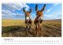 Esel - neugierige Typen (Wandkalender... - Bild 4