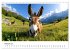 Esel - neugierige Typen (Wandkalender... - Bild 8