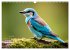 Afrikas vielfältige Vogelwelt... - Bild 11