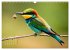 Afrikas vielfältige Vogelwelt... - Bild 13
