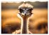Afrikas vielfältige Vogelwelt... - Bild 15