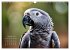 Afrikas vielfältige Vogelwelt... - Bild 4
