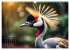 Afrikas vielfältige Vogelwelt... - Bild 5