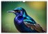 Afrikas vielfältige Vogelwelt... - Bild 7
