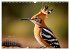 Afrikas vielfältige Vogelwelt... - Bild 8