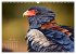 Afrikas vielfältige Vogelwelt... - Bild 10