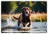 Begeisterte Wasserratten (Wandkalender... - Bild 11