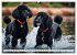Begeisterte Wasserratten (Wandkalender... - Bild 15
