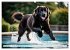 Begeisterte Wasserratten (Wandkalender... - Bild 8