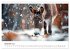 Esel - neugierige Typen (Wandkalender... - Bild 5