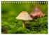 Fantastische Pilzwelten (Tischkalender... - Bild 12