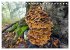 Fantastische Pilzwelten (Tischkalender... - Bild 13