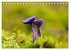 Fantastische Pilzwelten (Tischkalender... - Bild 14