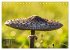 Fantastische Pilzwelten (Tischkalender... - Bild 15
