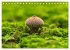 Fantastische Pilzwelten (Tischkalender... - Bild 4