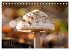 Fantastische Pilzwelten (Tischkalender... - Bild 7