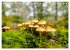 Fantastische Pilzwelten (Tischkalender... - Bild 8