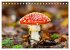 Fantastische Pilzwelten (Tischkalender... - Bild 9