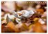 Fantastische Pilzwelten (Tischkalender... - Bild 10