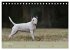 Bullterrier, liebenswerte Sturköpfe... - Bild 3