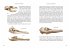 Das große Buch der Evolution - Bild 5