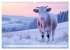 KÜHE AUF DER ALM - Der Kalender aus... - Bild 8