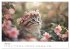 Zauberhafte Katzenbabys (Wandkalender... - Bild 11