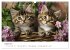 Zauberhafte Katzenbabys (Wandkalender... - Bild 13