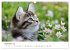 Zauberhafte Katzenbabys (Wandkalender... - Bild 14