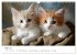 Zauberhafte Katzenbabys (Wandkalender... - Bild 15