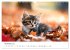 Zauberhafte Katzenbabys (Wandkalender... - Bild 4