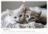 Zauberhafte Katzenbabys (Wandkalender... - Bild 5