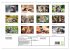 Zauberhafte Katzenbabys (Wandkalender... - Bild 6