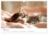 Zauberhafte Katzenbabys (Wandkalender... - Bild 8