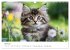 Zauberhafte Katzenbabys (Wandkalender... - Bild 9