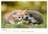 Zauberhafte Katzenbabys (Wandkalender... - Bild 10