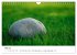 Minimalistische Naturmomente - Ruhe und... - Bild 11