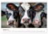 Holsteiner Schönheiten (Wandkalender... - Bild 3