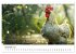 Hühner Federvieh (Tischkalender 2026... - Bild 4
