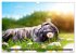 bunte Tierfotografie an Land und im... - Bild 14