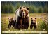 Große und kleine Bären (Wandkalender... - Bild 11