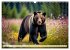 Große und kleine Bären (Wandkalender... - Bild 14