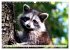 Große und kleine Bären (Wandkalender... - Bild 8