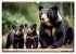 Große und kleine Bären (Wandkalender... - Bild 9
